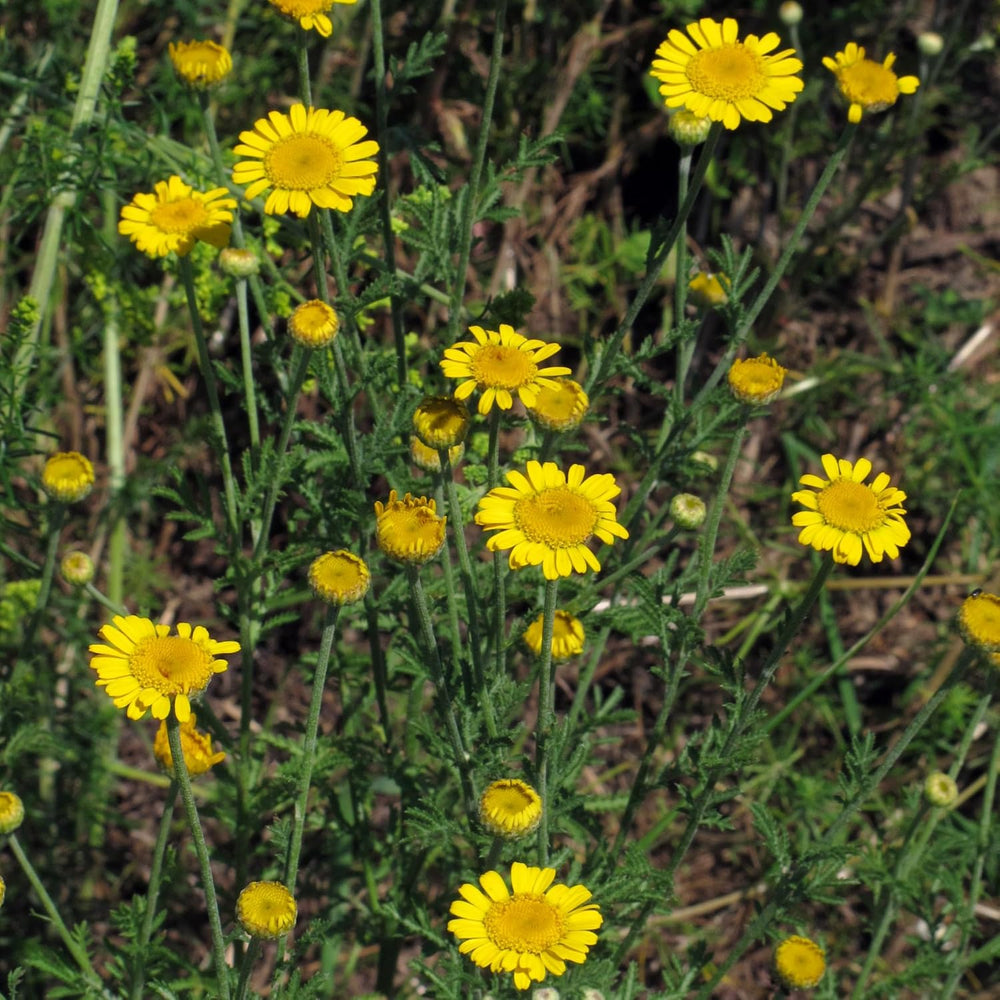 Farvestofs kamille (Anthemis tinctoria) - omkring 800 frø af den traditionelle farveplante og flerårig vildblomst