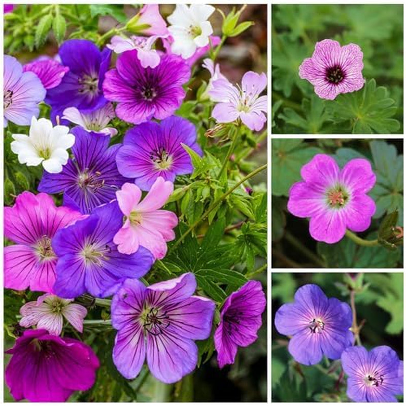 Super Perennial Geranium Collection (10 planter/rødder) Hårdfør blanding af 5 sorter, store flerårige hybrider fra Holland, til haven, blomsterlag (ingen frø, ingen kunstige løg)