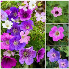 Super Perennial Geranium Collection (10 planter/rødder) Hårdfør blanding af 5 sorter, store flerårige hybrider fra Holland, til haven, blomsterlag (ingen frø, ingen kunstige løg)