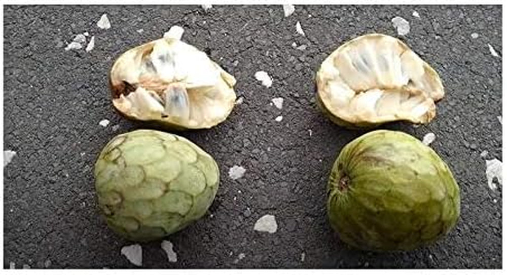 Stk - 10X Annona Cherimola Cherimoya Frucht Pflanzen - Samen ID240 -