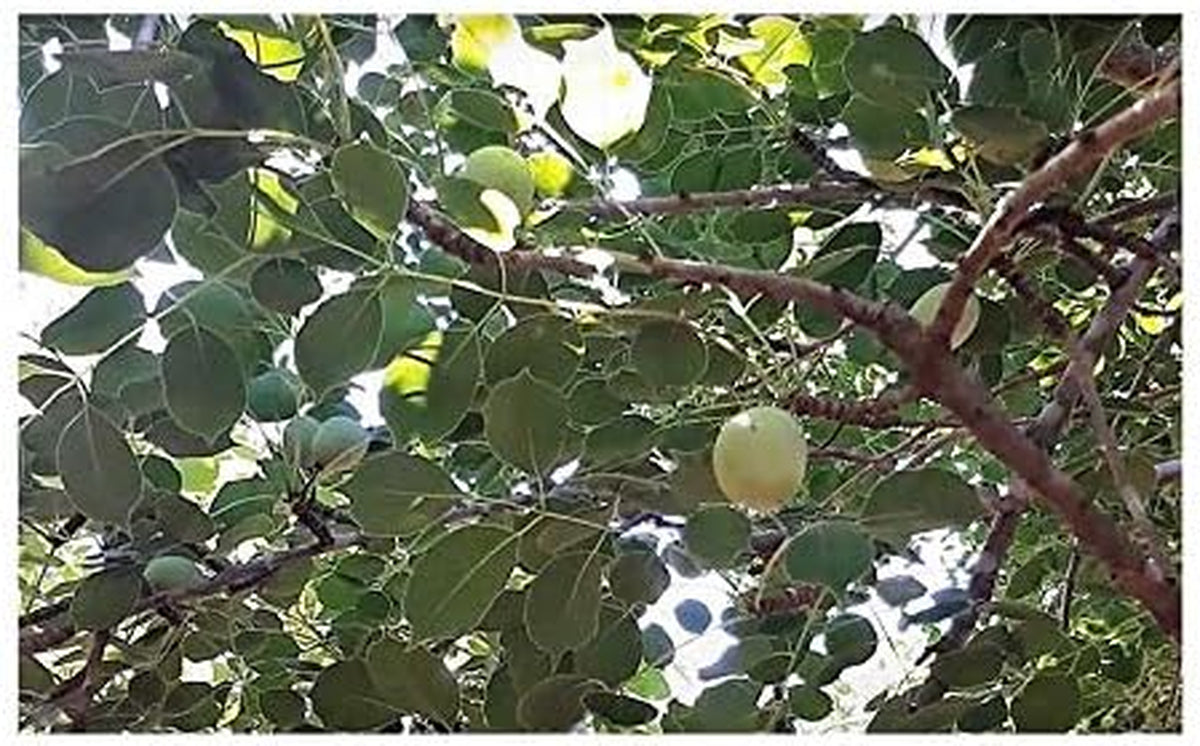 Stk - 3X Sclerocarya Birrea Marula Baum Elefantenbaum Pflanzen - Samen ID218 -
