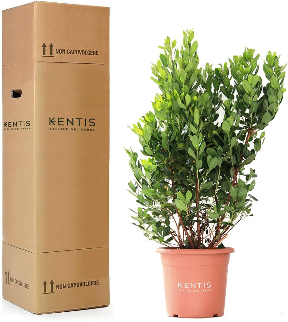 KENTIS - Jordbær (Arbutus unedo) – Hårdføre planter til haven – Stedsegrønne, ægte plante – Højde 80-100 cm, potte Ø 24 cm