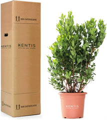 KENTIS - Jordbær (Arbutus unedo) – Hårdføre planter til haven – Stedsegrønne, ægte plante – Højde 80-100 cm, potte Ø 24 cm